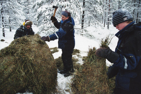 Sami feeding reindeer